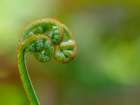 Usa-Washington State-Bellevue. Spiral curl of Bracken fern frond Art Print